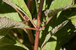 Coastal plain joe pye weed